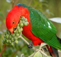 Peacock Creek campground - Tourism Adelaide