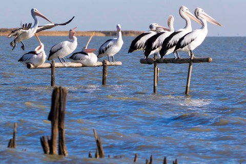 Pelican Perch Retreat - Tourism Adelaide 0