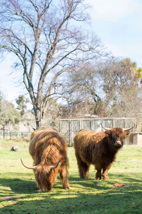 Ratho Farm - Tourism Adelaide 8