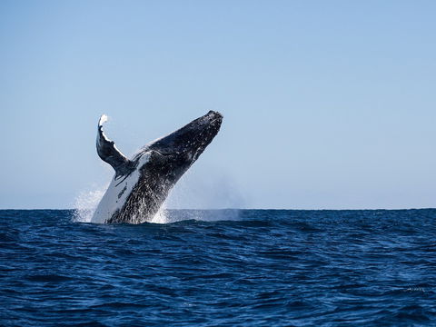 Sal Salis Ningaloo Reef - Tourism Adelaide 2