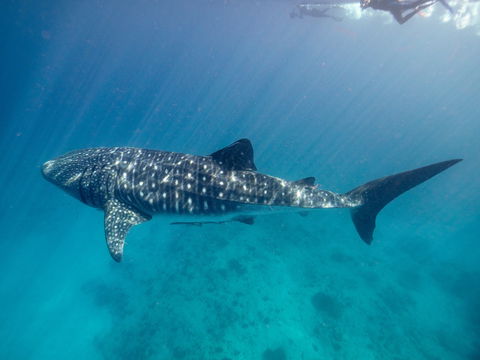 Sal Salis Ningaloo Reef - Tourism Adelaide 6