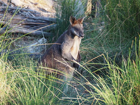 Wildwood Guesthouse - Tourism Adelaide 8