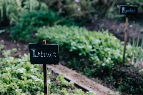 Acre Of Roses - Tourism Adelaide 9