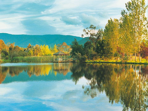 Kingbilli - Tourism Adelaide 0