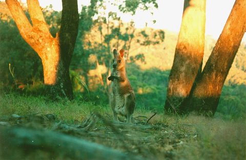 Kingbilli - Tourism Adelaide 7