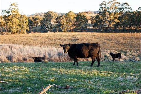 Lone Pine Homestead - Tourism Adelaide 0