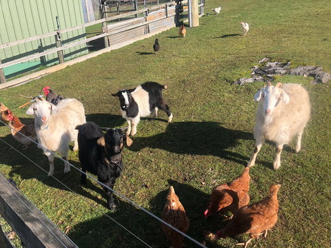 Mole Creek Hideaway - Tourism Adelaide 3