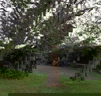 Wonga - Tourism Adelaide