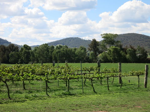 Jessica's Guest House And Vineyard - Tourism Adelaide 1