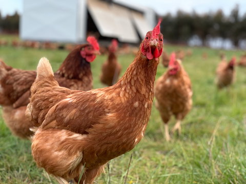 Rocklea Farm - Tourism Adelaide 1