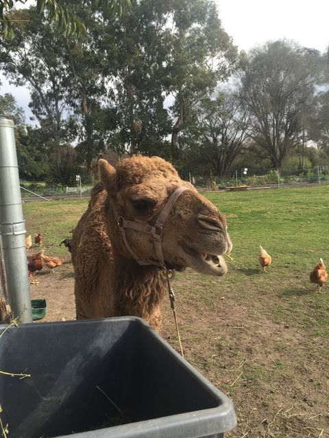 Mudgees Getaway Cottages - Tourism Adelaide 0