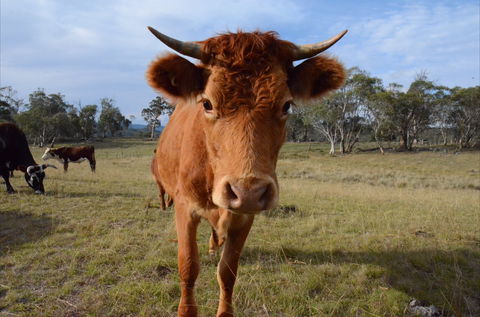 Old Minton Farmstay - Tourism Adelaide 2