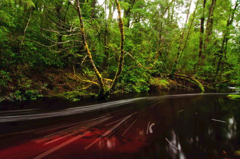 Tarkine Wilderness Lodge - Tourism Adelaide 1