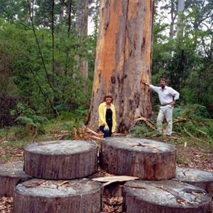 Northcliffe Bibbulmun Break Motel - Tourism Adelaide 4