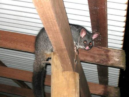 Pemberton  Forrest Cottages  - Tourism Adelaide 0