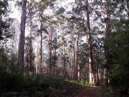 Pemberton  Forrest Cottages  - Tourism Adelaide 1