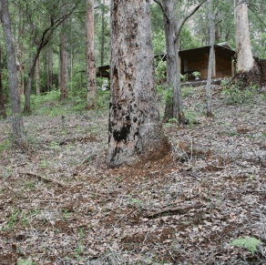 Pemberton  Forrest Cottages  - Tourism Adelaide 2