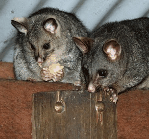 Pemberton  Forrest Cottages  - Tourism Adelaide 4