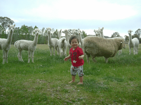 Glenhope Alpacas Self Contained B&b/farmstay - thumb 5