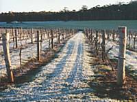Treen Ridge Vineyard Accommodation - Tourism Adelaide 1