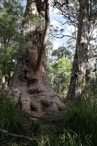 Valley Of The Giants Cottage - Tourism Adelaide 0