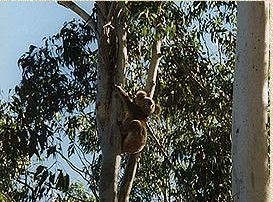 Bush Haven - Tourism Adelaide 1