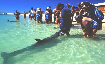 Shark Bay Caravan Park - Tourism Adelaide 1