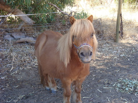 Bindoon's Windmill Farm - Tourism Adelaide 1