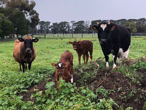Torquay Farmstay Studio Truck - Tourism Adelaide 2