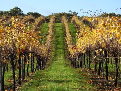 Miners Ridge Vineyard Railway Carriage B&B - Tourism Adelaide 1