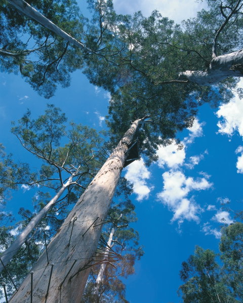 Drafty's Camp At Warren National Park - Tourism Adelaide 2