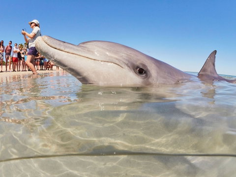 RAC Monkey Mia Dolphin Resort - Tourism Adelaide 2