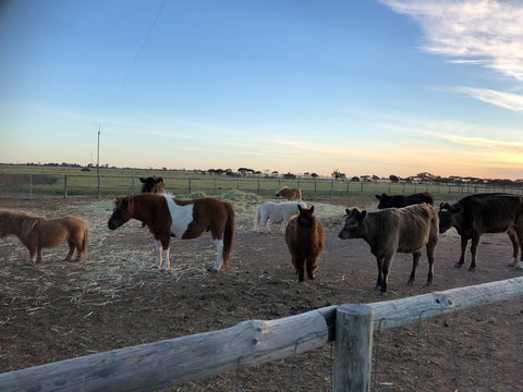 Tarnasey Farm - Pa's Place - Tourism Adelaide 1