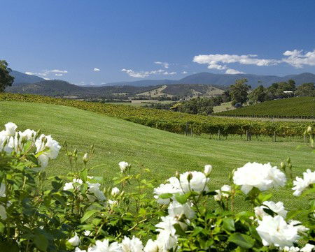 Balgownie Estate Vineyard Resort And Spa - Tourism Adelaide 0
