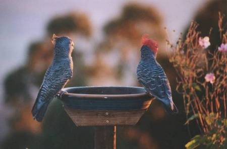 Lyrebird Cottages - Tourism Adelaide 2