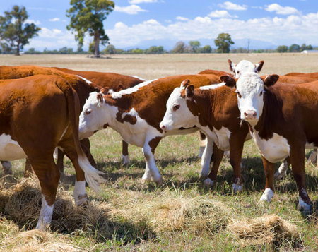 Mount Pleasant Homestead - Tourism Adelaide 4