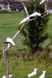 Frog Gully Cottages - Tourism Adelaide 4