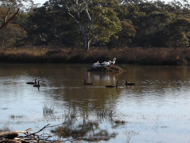 Frog Gully Cottages - Tourism Adelaide 5