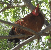 Perth City Farm Organic Markets - Tourism Adelaide 3