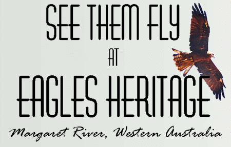 Eagles Heritage Raptor Wildlife Centre - Tourism Adelaide