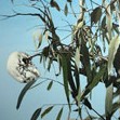 Dianne Tanzer Gallery & Projects - Tourism Adelaide 1