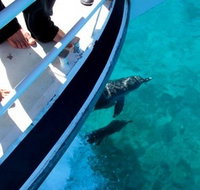 Pelican Charters - Tourism Adelaide