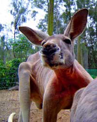 Birdland Animal Park - Tourism Adelaide 3