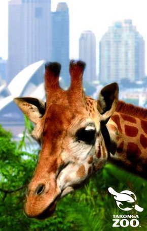 Taronga Zoo - Tourism Adelaide 3