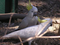 Wirrimbirra Sanctuary - Tourism Adelaide 1