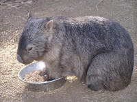 Wirrimbirra Sanctuary - Tourism Adelaide 2
