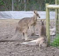 Jirrahlinga Koala  Wildlife Sanctuary - Tourism Adelaide