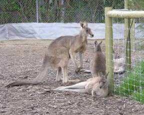 Jirrahlinga Koala & Wildlife Sanctuary - Tourism Adelaide 0