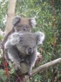 Jirrahlinga Koala & Wildlife Sanctuary - Tourism Adelaide 1