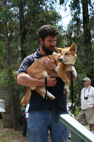 Jirrahlinga Koala & Wildlife Sanctuary - Tourism Adelaide 2